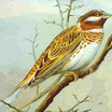 Pine Bunting